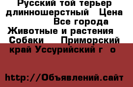 Русский той-терьер длинношерстный › Цена ­ 7 000 - Все города Животные и растения » Собаки   . Приморский край,Уссурийский г. о. 